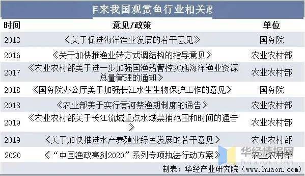 观赏鱼行业如何年赚百万的（治观赏鱼行业的盈利模式） 白子银龙苗（黄化银龙苗） 第4张