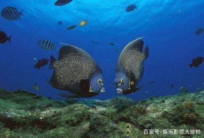 海南海水观赏鱼繁殖技术（关于海水观赏鱼的繁殖技术的几个关键问题）