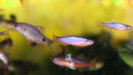 高端观赏鱼灯科鱼（灯科鱼的养殖方法） 杀菌消毒设备 第3张