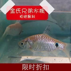 好养观赏鱼种类冷水鱼（什么是冷水鱼） 野彩鱼 第4张