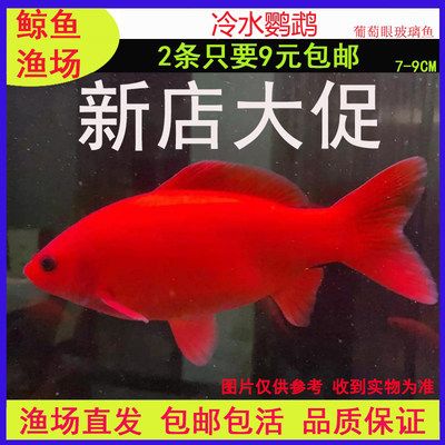 观赏鱼种类冷水鱼和热水鱼哪个好养（“冷水鱼”和“热水鱼”的养护秘籍对于新手来说可能更具挑战性） 黑桃A鱼 第3张