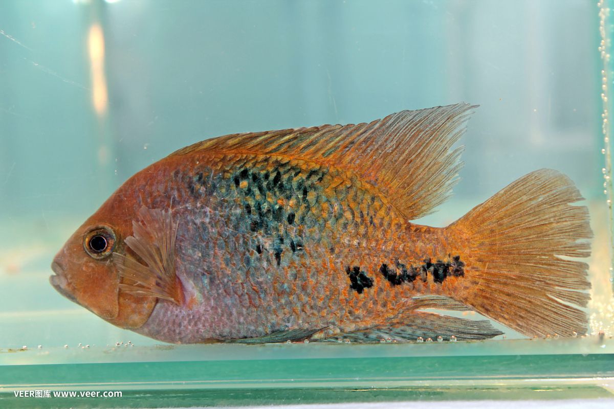 大型淡水观赏鱼排行榜（大型淡水观赏鱼排行榜大型淡水观赏鱼排行榜） 帝王血钻鱼 第1张