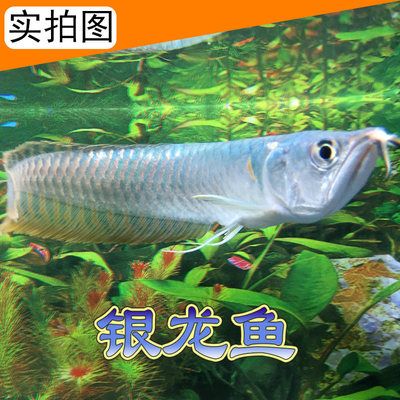 观赏鱼大的（苏州洪发水族观赏鱼饲养秘籍想要养好大型观赏鱼的秘籍） 鱼缸/水族箱 第2张