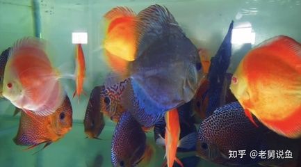 吃观赏鱼粪便的鱼（清道夫鱼的基本特征和习性） 祥龙水族护理水 第2张