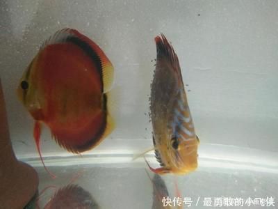 吃观赏鱼粪便的鱼（清道夫鱼的基本特征和习性） 祥龙水族护理水 第3张