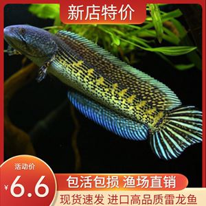 澳洲淡水观赏鱼品种有哪些名字（澳洲淡水观赏鱼品种主要包括不限于以下几种） 肥料 第3张