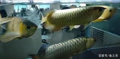 鱼缸怎么铺（如何正确布置鱼缸） 水族问答