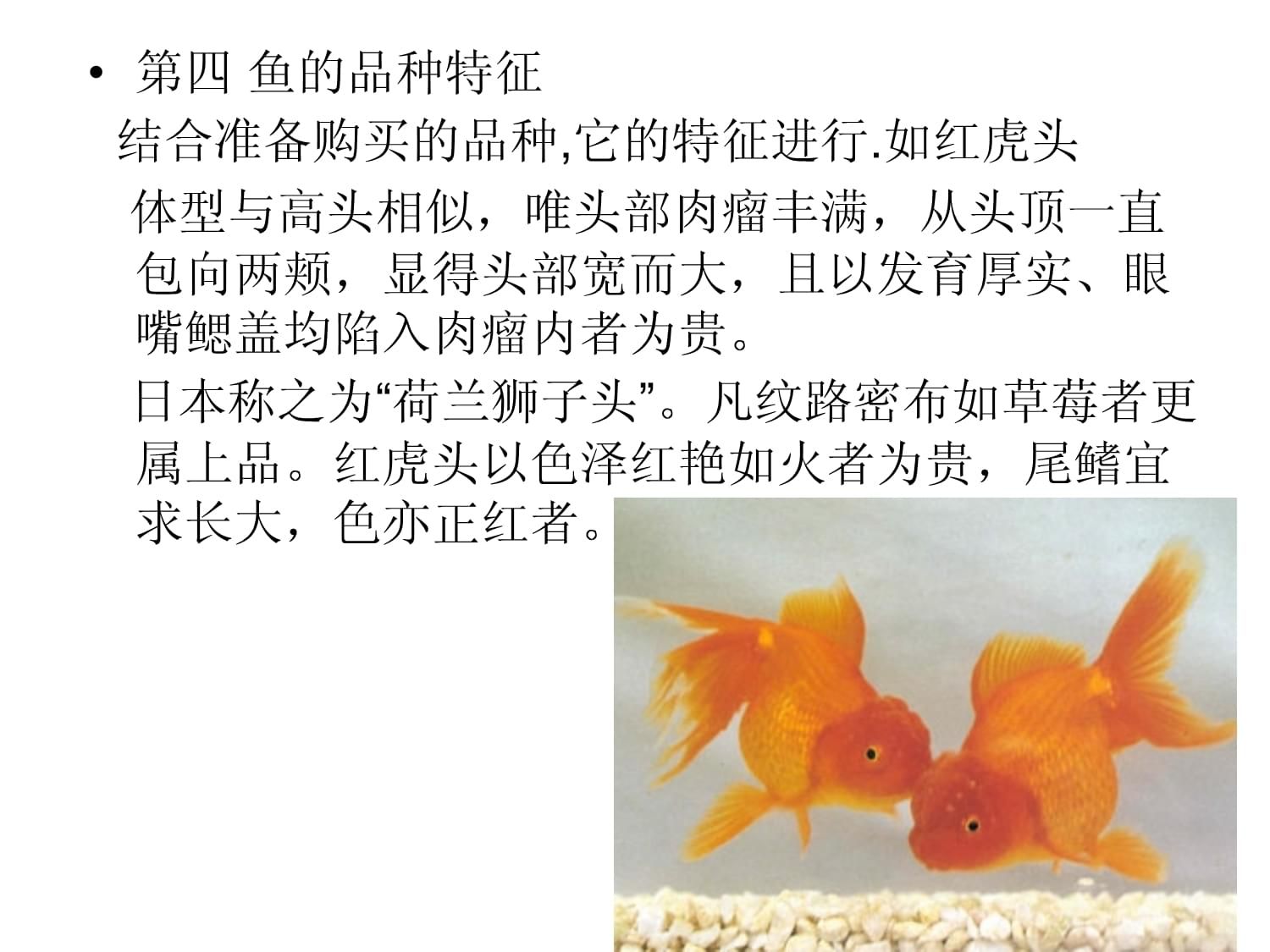 观赏鱼苗养殖（观赏鱼养殖技术的优化） 海水鱼（海水鱼批发） 第4张