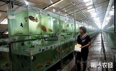 高价观赏鱼品种排名前十名（世界十大名贵观赏鱼排行榜:十大名贵观赏鱼排行榜） 武吉美拉金龙鱼 第1张