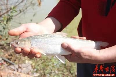 海南海水观赏鱼好养吗视频（海水观赏鱼的养护秘籍）