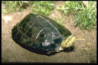 海南海水观赏鱼好养吗视频（海水观赏鱼的养护秘籍） 恐龙王鱼 第4张