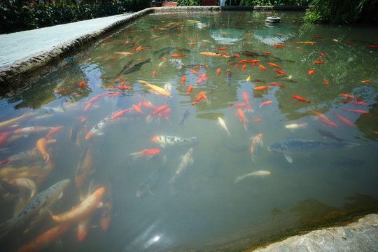 观赏鱼水池（庭院生态鱼池的diy指南） 造景/装饰 第1张