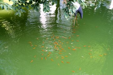 观赏鱼水池（庭院生态鱼池的diy指南） 造景/装饰 第3张