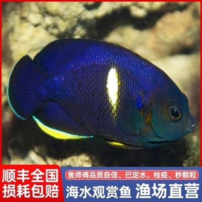 海鱼观赏鱼品种（海水观赏鱼的养护秘籍） 文玩 第1张