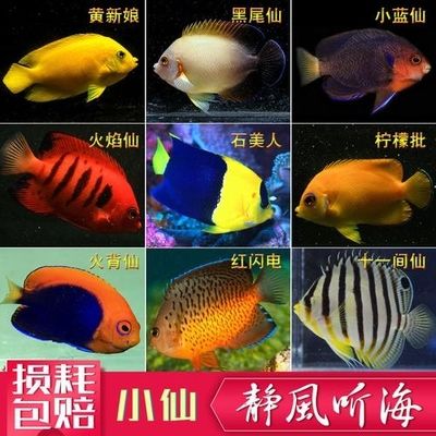 海鱼观赏鱼品种（海水观赏鱼的养护秘籍） 文玩 第2张