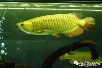 大型观赏鱼种类（大型观赏鱼有哪些种类？） 祥龙水族滤材/器材 第1张