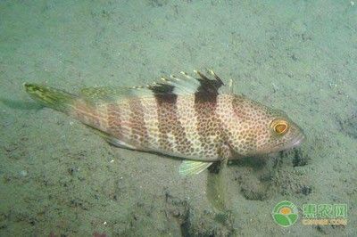 观赏鱼海鱼和淡水鱼那样好养活（海水观赏鱼养殖的入门指南） 养鱼知识 第4张