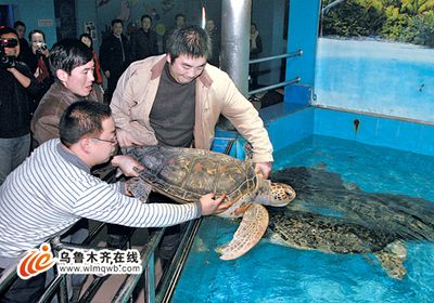 海象鱼价格（海象鱼价格一般多少钱？） 龙年龙鱼 第3张