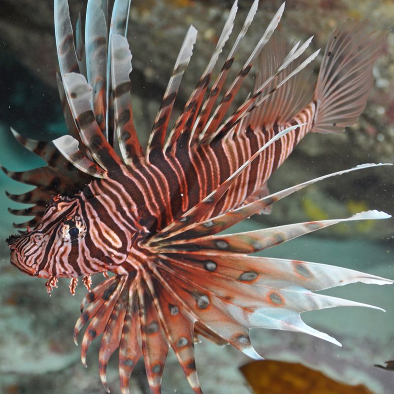 红色海水观赏鱼有哪些种类（海水观赏鱼的养殖秘籍） 女王大帆鱼苗 第3张