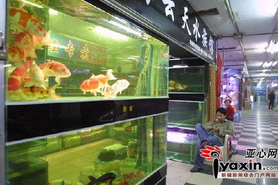 观赏鱼店铺装修风格效果图（寻找观赏鱼店铺装修风格效果图观赏鱼店铺装修风水秘籍） 球鲨鱼 第2张