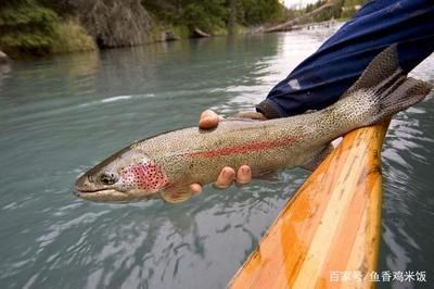 红鳟鱼价格（虹鳟鱼价格在每斤30元至150元人民币之间） 金三间鱼 第2张