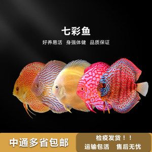 观赏鱼发货用什么打氧（水族馆设备的选择与使用） 广州孟吉尔 第2张