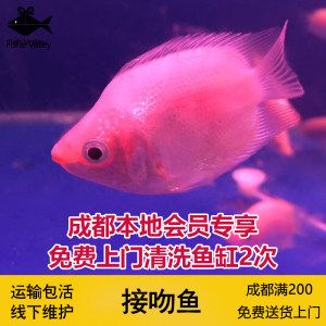 龙鱼的做法视频（龙鱼在准备前需要去鳞和内脏吗？） 水族问答 第1张