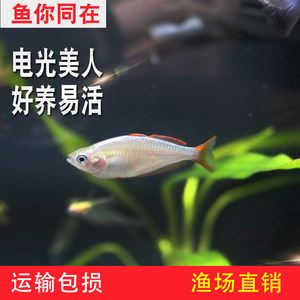 龙鱼的做法视频（龙鱼在准备前需要去鳞和内脏吗？） 水族问答 第3张