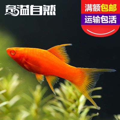 龙鱼的做法视频（龙鱼在准备前需要去鳞和内脏吗？） 水族问答 第4张