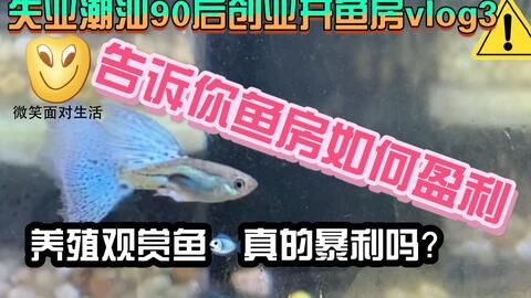 观赏鱼哪些好养（新手养观赏鱼的饲养观赏鱼的基本关键是养好观赏鱼的关键） 垂钓乐园 第1张