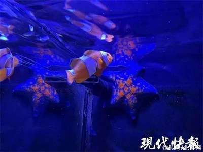 观赏鱼海鱼好养吗知乎推荐（海水观赏鱼的饲养） 南美异型鱼 第4张