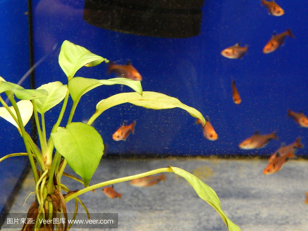 观赏鱼植物（水培花卉与观赏鱼共生养殖技巧） 龙鱼芯片扫码器 第1张