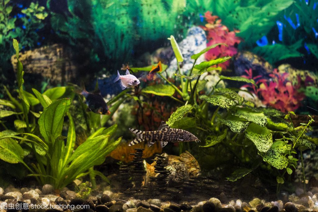 观赏鱼植物（水培花卉与观赏鱼共生养殖技巧） 龙鱼芯片扫码器 第3张