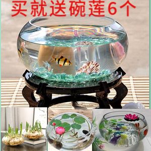 玻璃金鱼缸可以养水仙吗（水仙花可以养在金鱼缸中吗？）