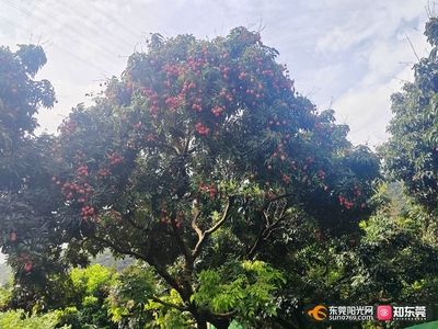 好玩的观赏鱼排行榜前十名（十大最受欢迎的观赏鱼排行榜：马来西亚水族业者利用）