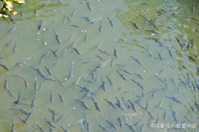 观赏鱼浮在水面上怎么钓（钓鱼技巧——钓鱼技巧） 观赏鱼饲料 第2张