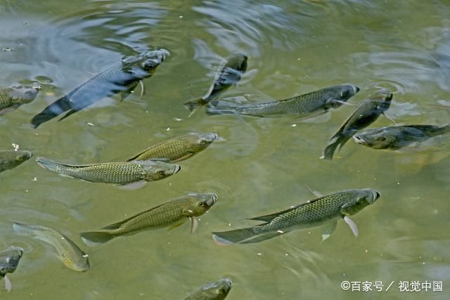 观赏鱼浮在水面上怎么钓（钓鱼技巧——钓鱼技巧）