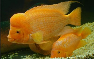 德瑞鹦鹉鱼饲料怎么样（德瑞水族血鹦鹉鱼增红增色饲料） 黄金斑马鱼