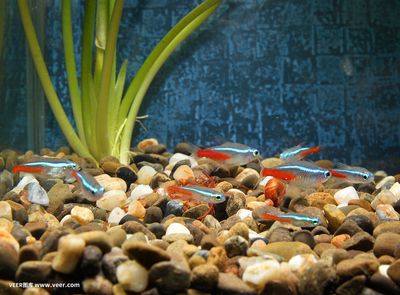 观赏鱼水族馆照片高清（水族馆的高清图片、水族馆图片、水族馆图片、水族馆图片大全）