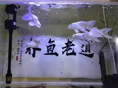 蝴蝶鲤鱼缸背景什么颜色好看点（养蝴蝶鲤的色彩心理学） 细线银板鱼苗 第1张