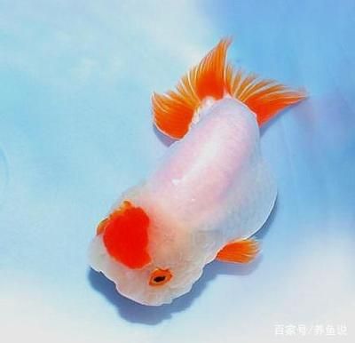 观赏鱼大的多少钱（观赏鱼价格） 广州水族器材滤材批发市场 第1张