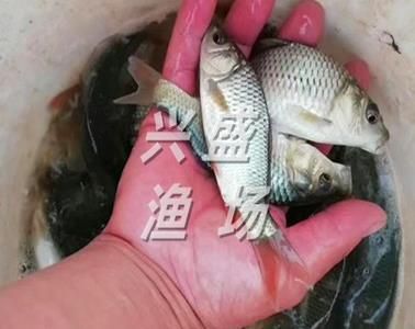 半斤草鱼苗价格（半斤（约250克）的草鱼苗价格是多少？） 仟湖 第4张