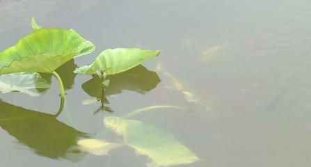 观赏鱼需要什么硬性指标（关于观赏鱼的硬性指标） 水草 第3张