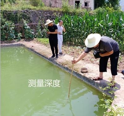 观赏鱼需要什么硬性指标（关于观赏鱼的硬性指标） 水草 第4张