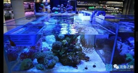 广州水族市场调查报告（广州水族市场发展历程） 刀鱼鱼 第3张