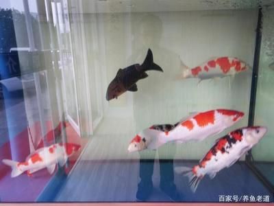 胆小的观赏鱼（胆小的观赏鱼并不意味着它们没有出息） 祥龙水族护理水 第2张