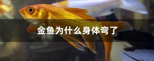 观赏鱼治病期间不能喂食吗（观赏鱼治病期间喂食可能会加重病情） 黄鳍鲳鱼 第3张