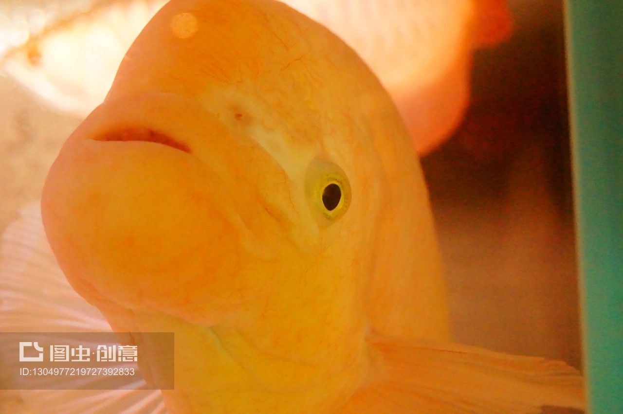 观赏鱼水族馆怎么样养活（如何在水族馆中养护观赏鱼） 黄金达摩鱼 第3张