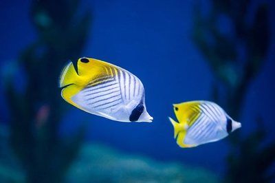 观赏鱼水族馆怎么样养活（如何在水族馆中养护观赏鱼） 黄金达摩鱼 第4张