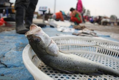 海鲈鱼和淡水鲈鱼的区别（海鲈鱼与淡水鲈鱼的区别） 白子球鲨鱼 第1张